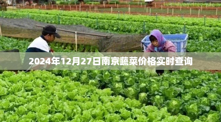 南京蔬菜价格实时查询(最新更新至2024年)