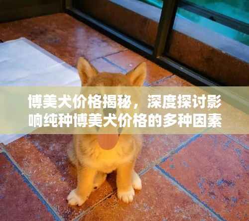 博美犬价格揭秘，深度探讨影响纯种博美犬价格的多种因素