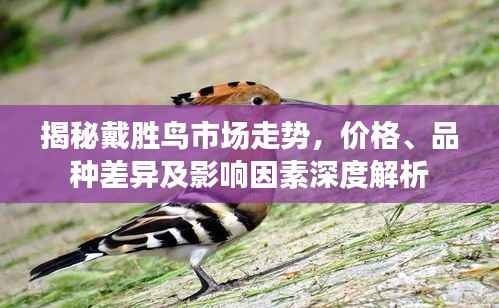 揭秘戴胜鸟市场走势,价格、品种差异及影响因素深度解析