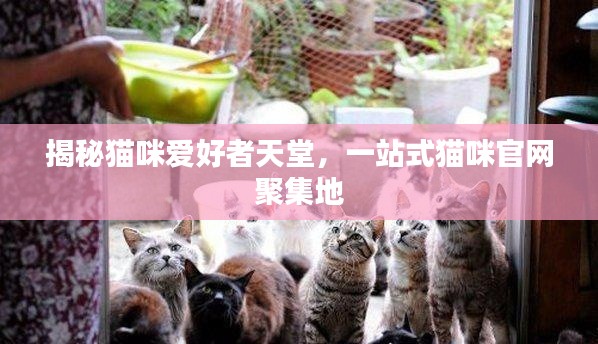 揭秘猫咪爱好者天堂,一站式猫咪官网聚集地
