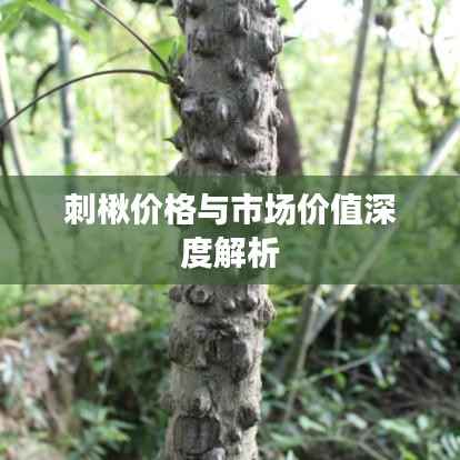 刺楸价格与市场价值深度解析