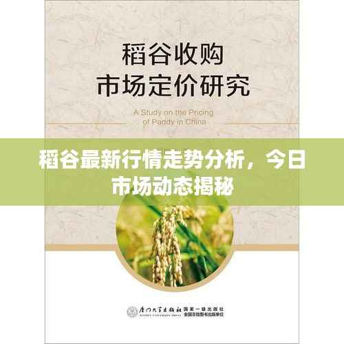 稻谷最新行情走势分析,今日市场动态揭秘